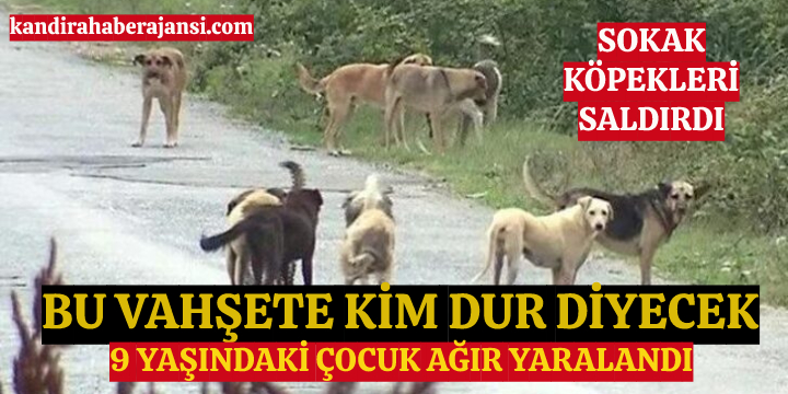 Kandıra'da  Sokak Köpekleri 9 Yaşındaki Çocuğu Hastanelik Etti