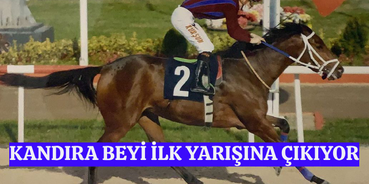 Kandıra Beyi İlk Yarışına Çıkıyor