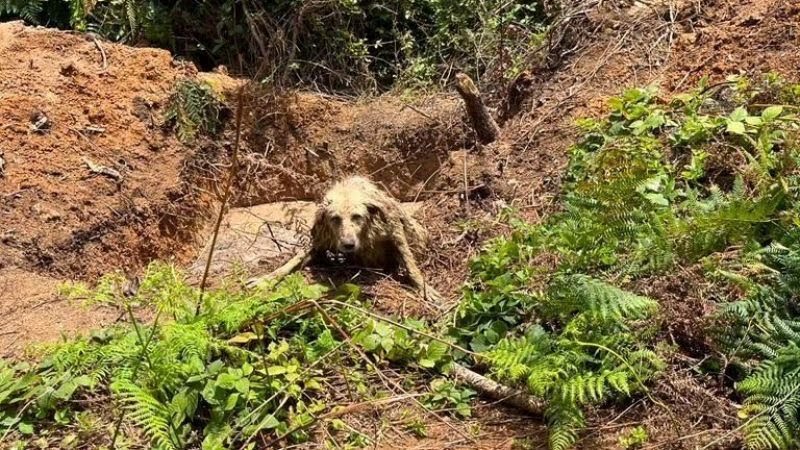 Kuyuya düşen köpeği itfaiye kurtardı