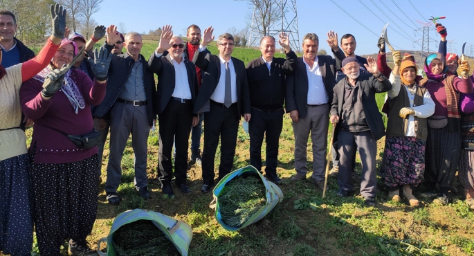 700 dekardan 150 ton biberiye toplandı