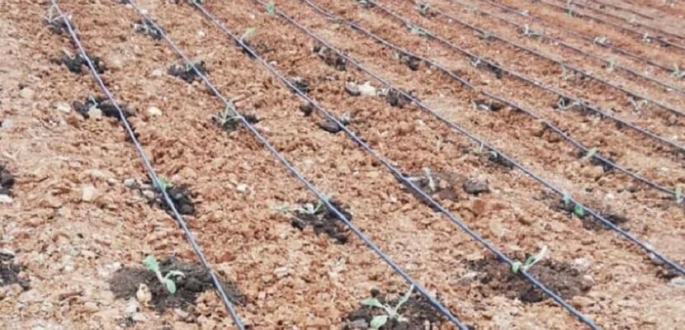 Kandıra'da 10 Bin Adet Enginar Fidesi Dağıtıldı