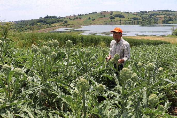 Kandıra'da ilk kez ekildi!
