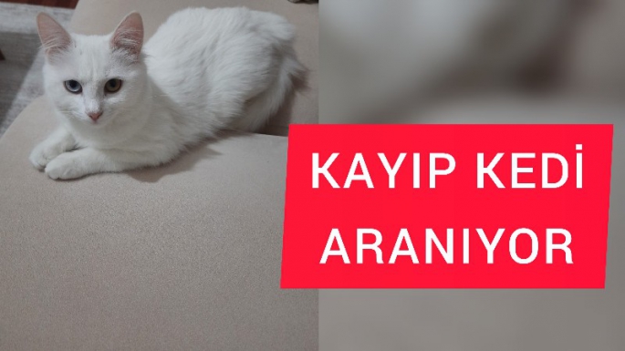 Kayıp kedi aranıyor